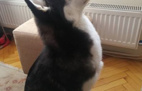 crazy-pets-challenge-4