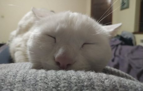 crazy-pets-challenge-5