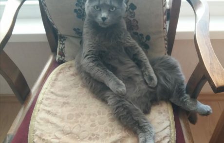 crazy-pets-challenge-6