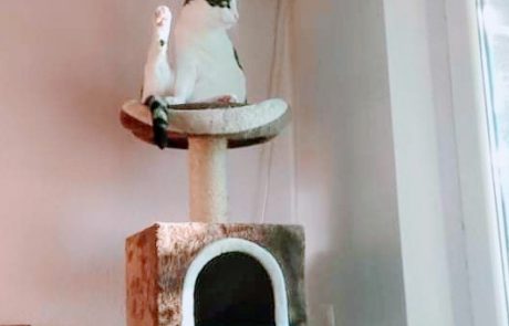 crazy-pets-challenge-7