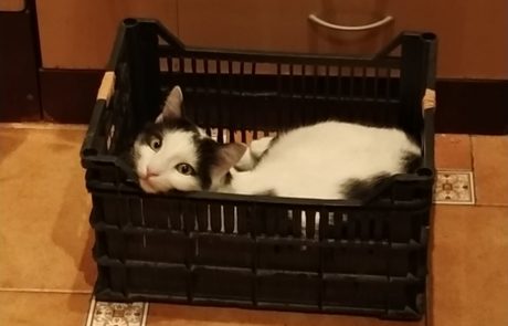 crazy-pets-challenge-9